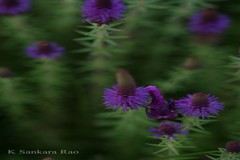 Eusteralis deccanensis